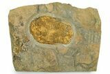 Bright-Orange Ordovician Trilobite (Prionocheilus?) - Morocco #353399-1